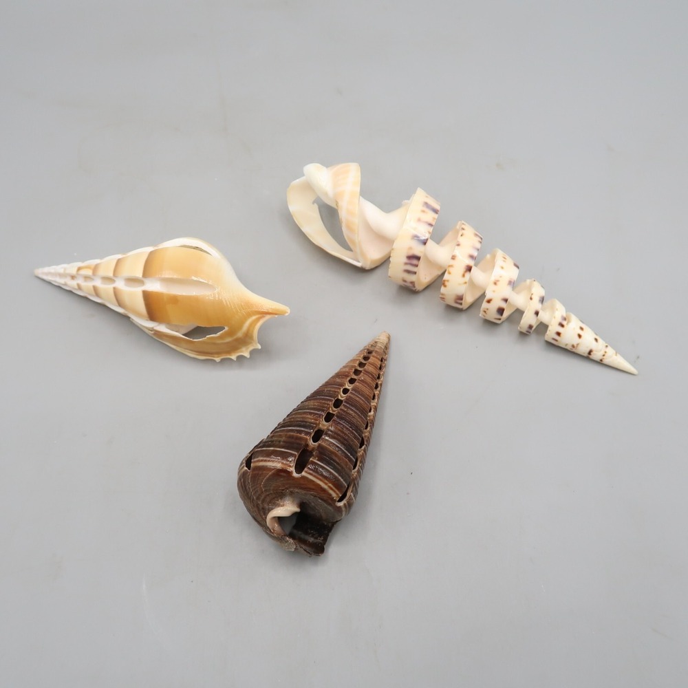 Pointed Shell Turritella Terebra Seashell Lot of 3 approx 3-6 inches long